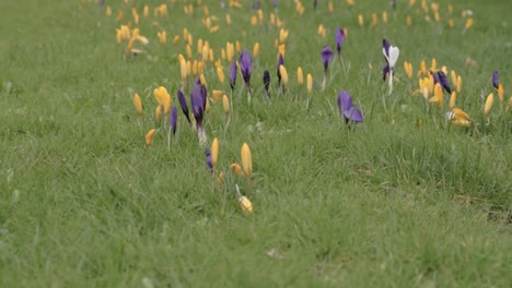 Krokusblüten-Im-Grünen-Gras-Im-Frühling