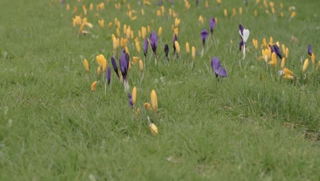 flores de crocus en la hierba verde en primavera