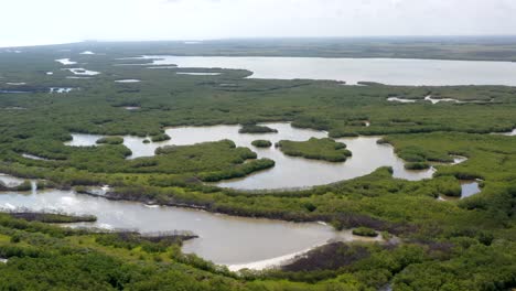 aerial view of mangrove tree forest and river mangrove landscape