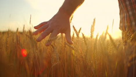 slow motion: farmers hand touches the ear of wheat at sunset. the agriculturist inspects a field of ripe wheat. farmer on a wheat field at sunset. agriculture concept. agricultural business.