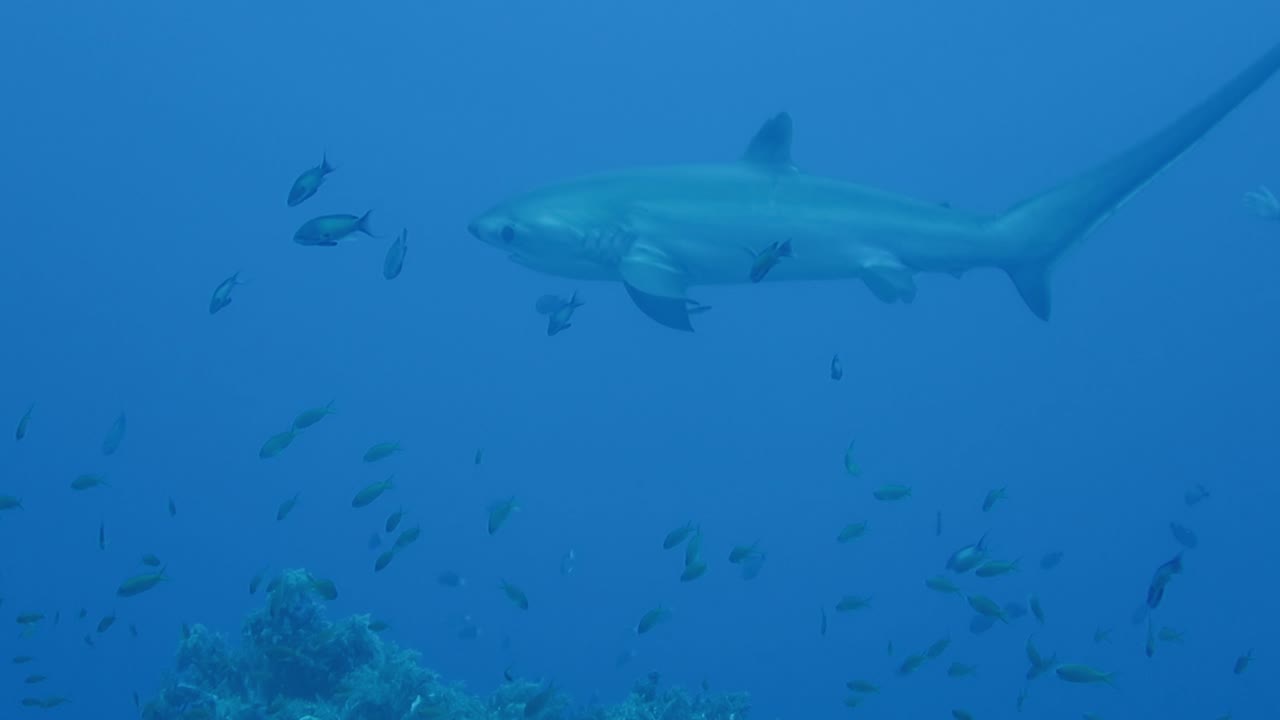 환도상어가 헤엄쳐 지나간다.