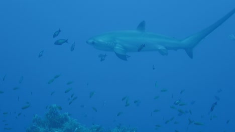 Fuchshai-Schwimmt-Aus-Nächster-Nähe-Vorbei