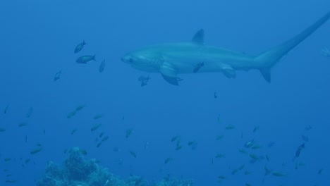 tiburón zorro nada más allá de cerca