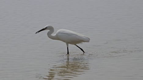 pequeña garza corriendo rápidamente extendiendo alas siguiendo a los peces y captura y come presas en aguas poco profundas de la playa tropical