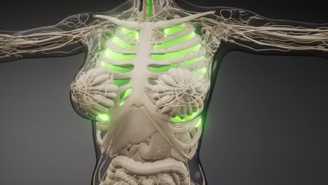 examen radiológico de los pulmones humanos