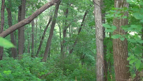 wooded forest -summer - foreground leaves (pan right to left)