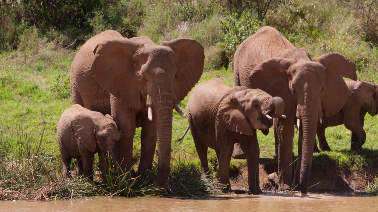 Manada de elefantes-africanos-da-savana a beber em um bebedouro