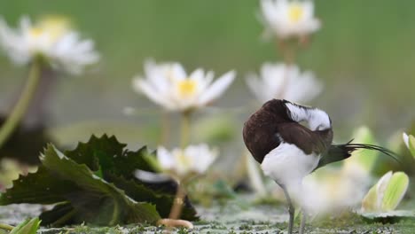 la reina de los humedales, el faisán de cola jacana