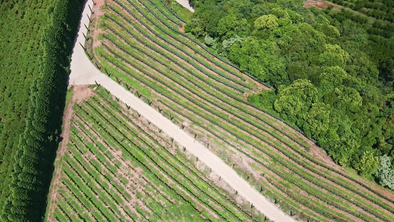 vista superior aérea de viñas rodeadas de árboles y plantaciones de frutas