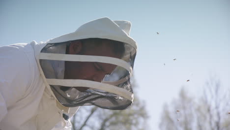 beekeeping - beekeeper removes a frame for inspection, slow motion medium shot