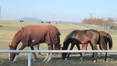 Caballo-Caminando-Por-Los-Prados-Comiendo-Hierba-Sin-Gente-Almacen-De-Video