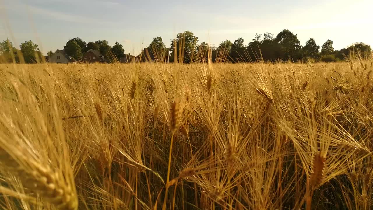 Golden Barley Field moving in the Wind during Sundown in Europe