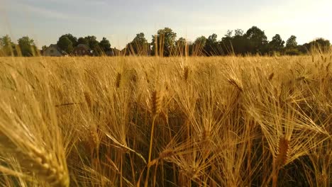 Campo-De-Cebada-Dorada-Moviéndose-En-El-Viento-Durante-La-Puesta-Del-Sol-En-Europa