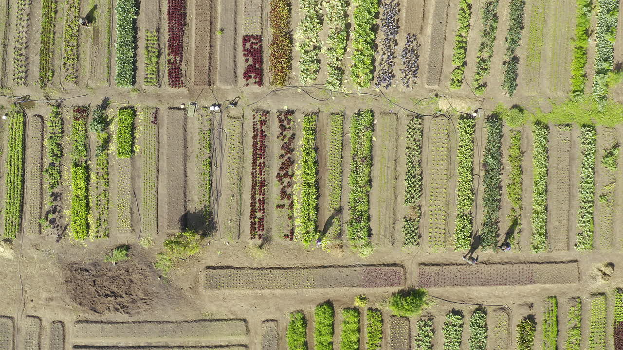 조직 된 농장 은 번영 하는 농장 이다