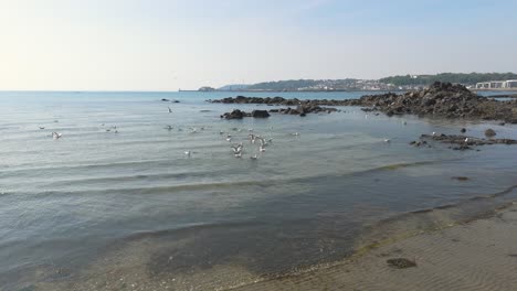 Low-drone-footage-of-shoreline-with-seabirds-playing-on-the-shore-on-bright-sunny-day-with-clear-water-and-calm-sea