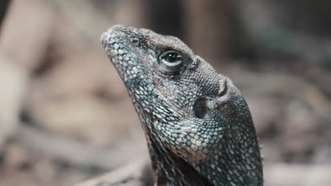 close up of frilled-neck lizard endemic in dry forest of northern australia