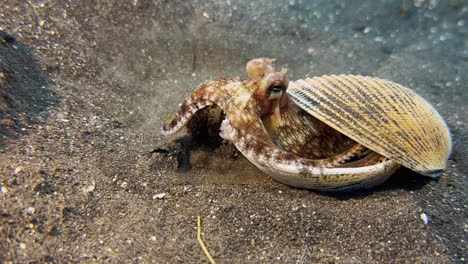 Pulpo-De-Coco-Limpiando-Su-Hogar---Una-Concha