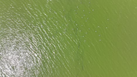 a top down drone camera shot directly over ducks wading in a green lake on a sunny day