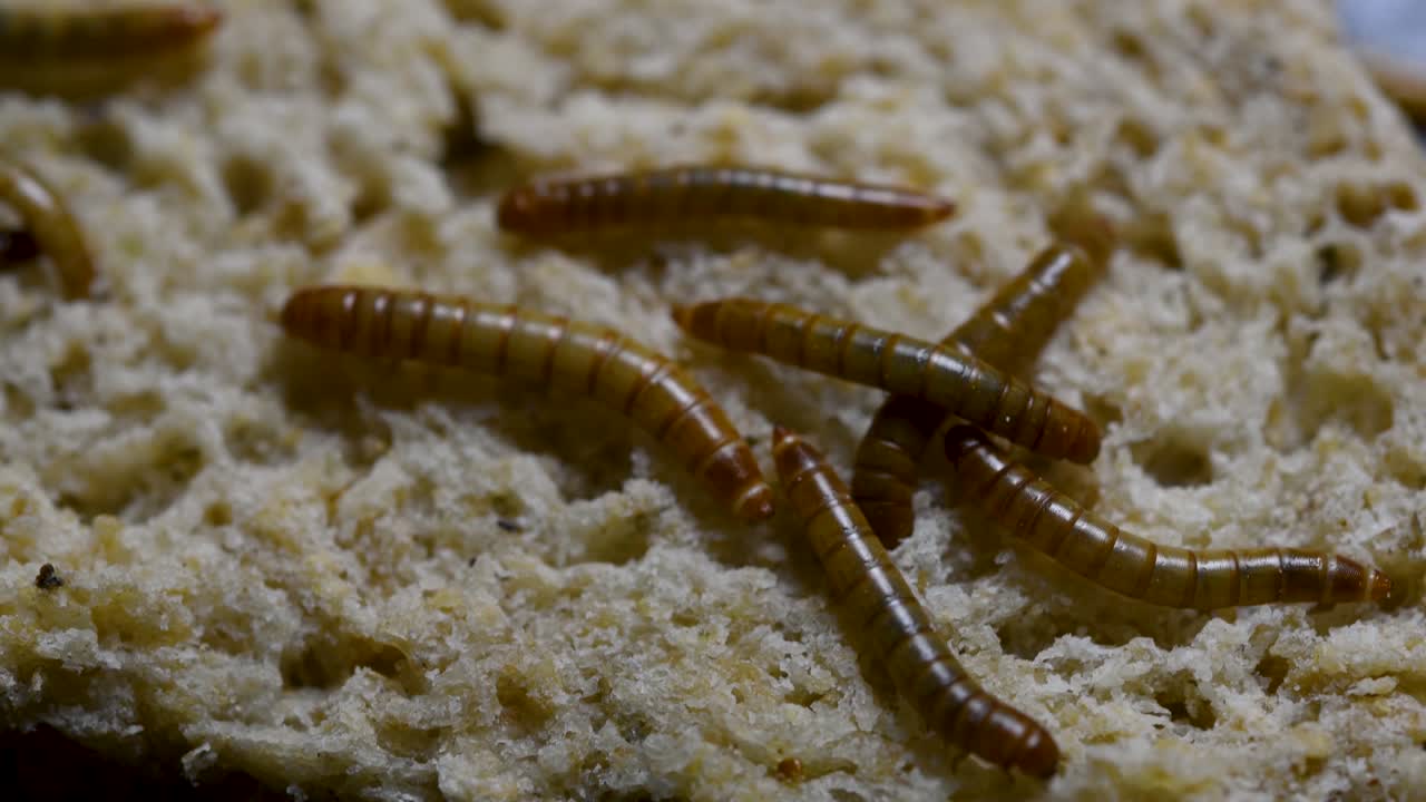 밀웜은 물고기, 뱀, 새, 개구리와 같은 애완동물에게 먹이를 주는 데 사용되는 딱정벌레의 일종입니다.