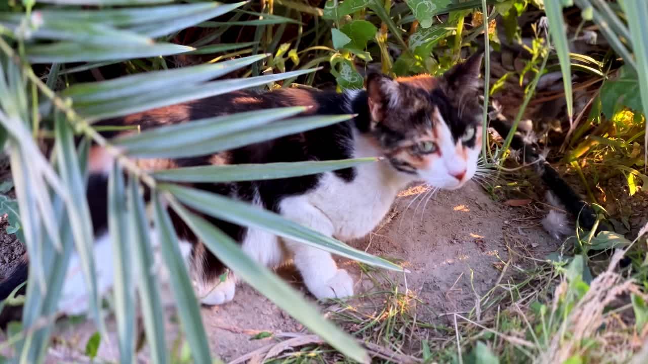 4K footage of a calico cat partially hidden behind tropical leaves, resting on dirt in a lush, sunlit environment — perfect for wildlife or stealth themes.