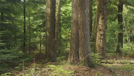 Sunny-day-in-the-middle-of-beautiful-forest,-tree-trunks-surrounded-by-greenery