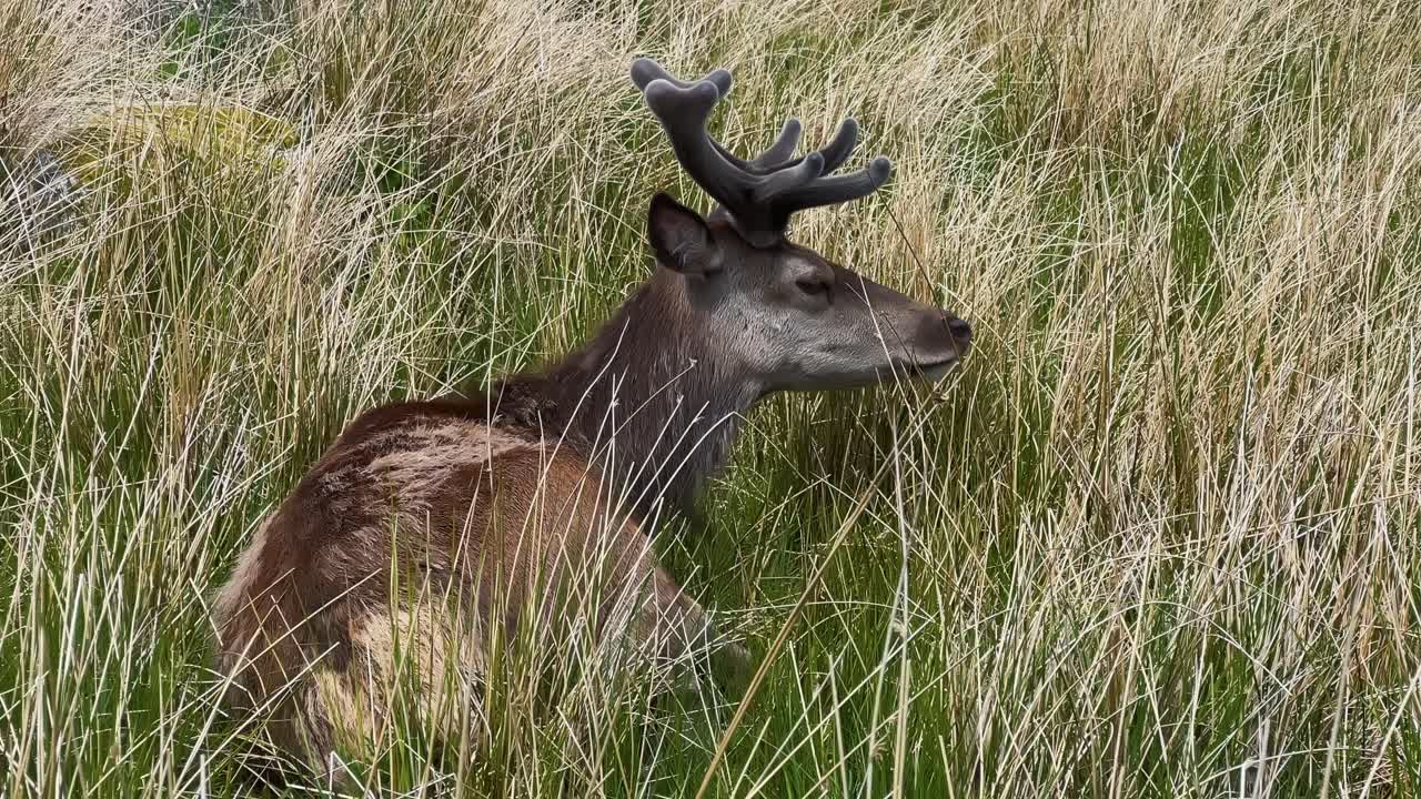 Scottish Red Deer Resting On The Grassland In Scotland. - closeup shot