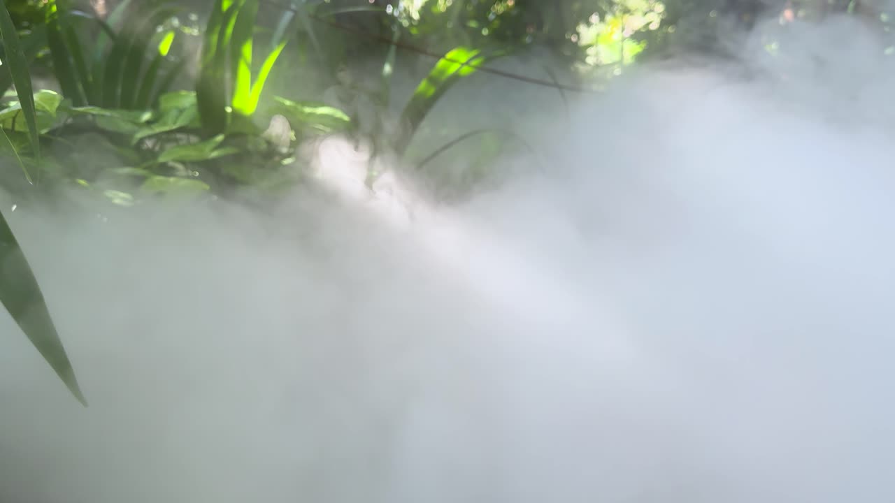 Thick white fog drifts among tropical plants in bright natural daylight, static camera, soft mood