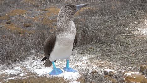 Ein-Blaufußtölpel-Schlägt-Mit-Den-Flügeln-Auf-Einer-Klippe-In-Den-Galapagos-Inseln-Ecuadore