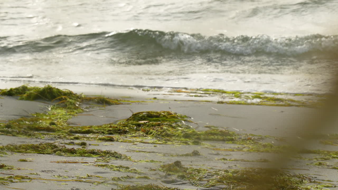 Foamy wave washing over green seaweed on shore