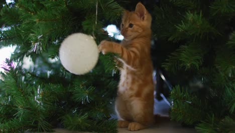 ginger cat at home standing and playing with a christmas tree bauble ornament