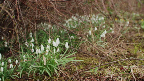 medium shot of some snowdrops growing in the shade of a brown bush in late february