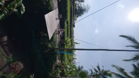 vertical slowmotion fpv rotating shot of a beautiful lady swinging on a swing set in the tropical nature in a large dress