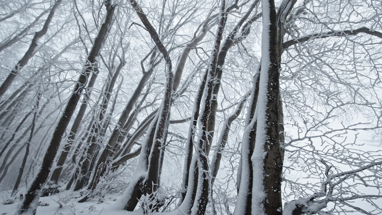 árboles de bosque cubiertos de nieve en el paisaje sereno del invierno, evocando la paz y la soledad