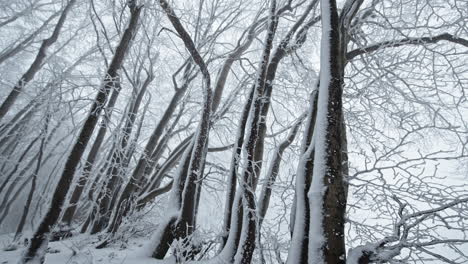 árboles de bosque cubiertos de nieve en el paisaje sereno del invierno, evocando la paz y la soledad