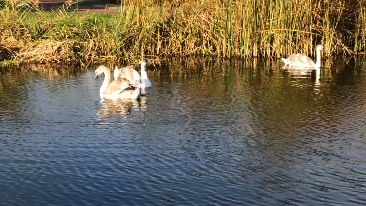 una familia de cisnes nada en un lago en un día soleado