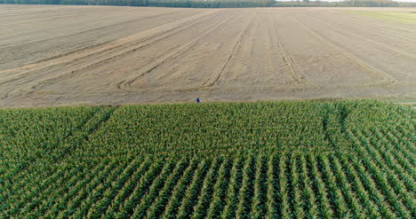 Landwirtschaft-Luftaufnahme-Von-Maisfeld-6