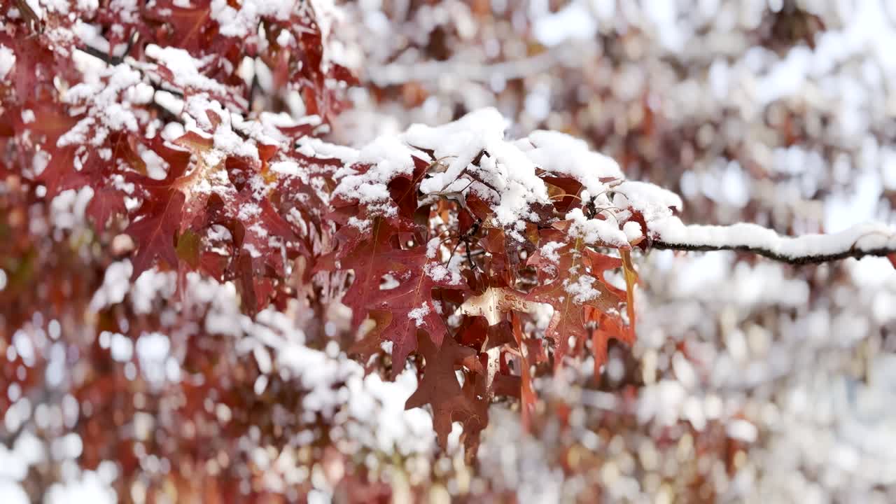 A stunning cinematic shot capturing the rare moment where two seasons coexist. Vibrant red maple leaves are gently covered with a layer of fresh, early snow, creating a brilliant color contrast betwee