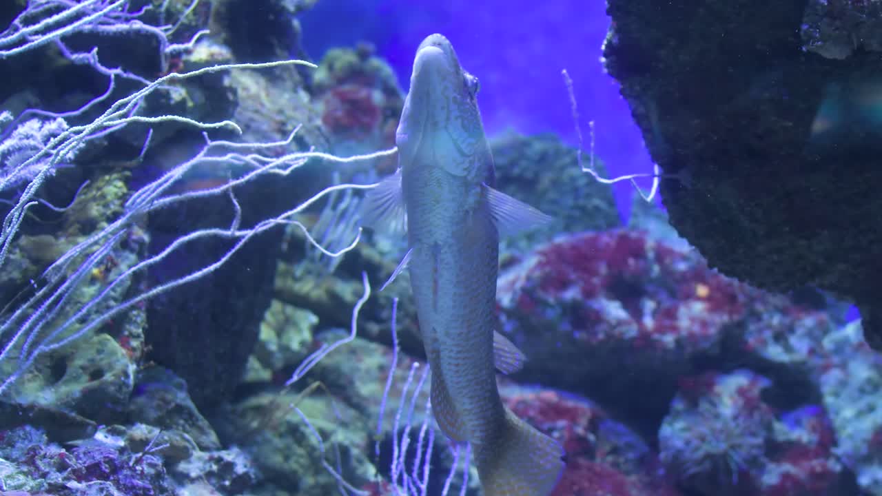 peces nadando rodeados de corales en un acuario