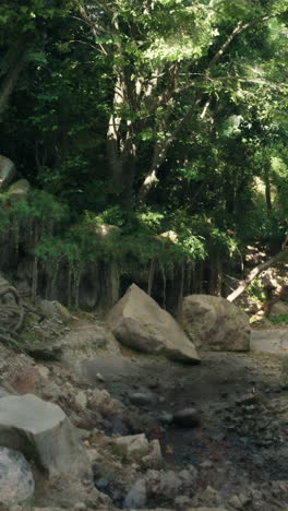 tranquil forest path