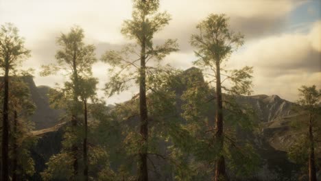 bosque brumoso en la ladera de la montaña