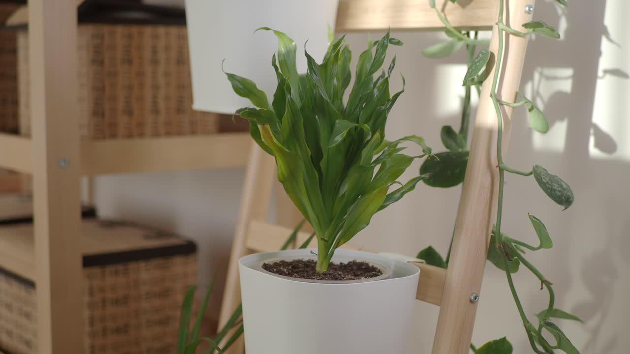 Planta de interior verde en maceta en un estante de madera con luz solar.