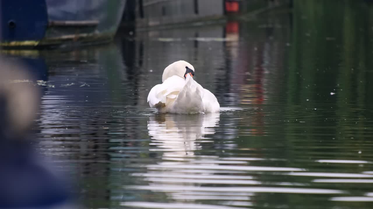 Slow motion of a Single swan cleaning itself on a river. Shot from low along the water level and was captures on the River Trent in Nottingham and has some moored narrow boats in the background.
