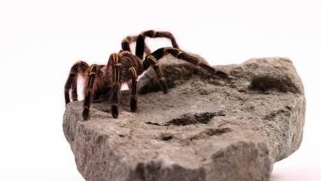 tarantula climbs up from behind rock - isolated on white background