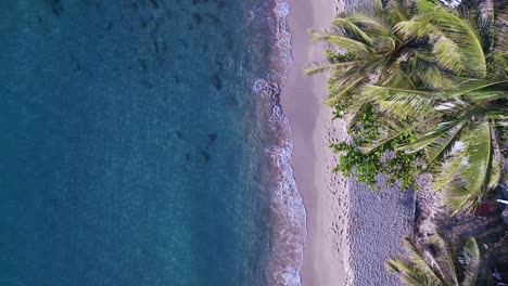 Paraíso-Sueño-Nadie-Playa-De-Arena-Palmera