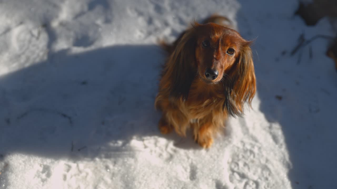 Camera looks down at a brown long-haired dachshund, sitting in the snow with an adorable and curious expression toward the camera. The morning sunlight warms its fur, creating a perfect winter scene.