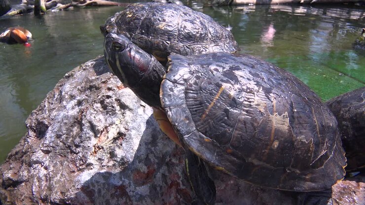 Pond turtles lounge on rock sin a pond