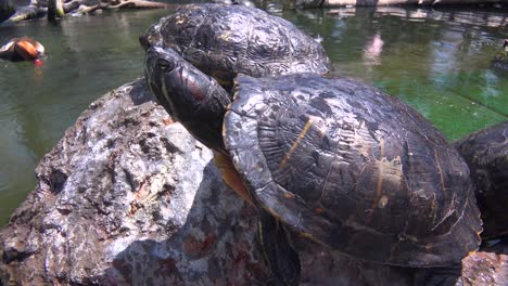 Pond-turtles-lounge-on-rock-sin-a-pond