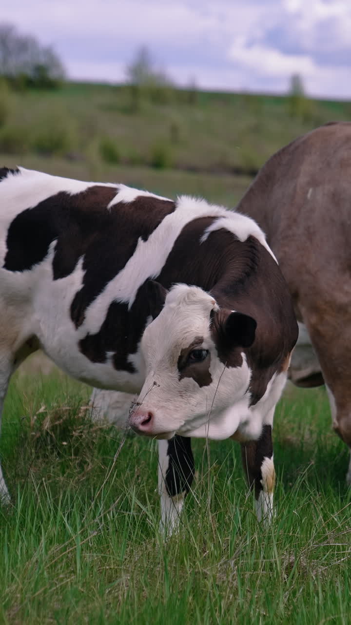 Milking cow and a little calf grazing. Cows on pasture. Beautiful black and white calf eating grass next to brown cow on a meadow. Vertical video