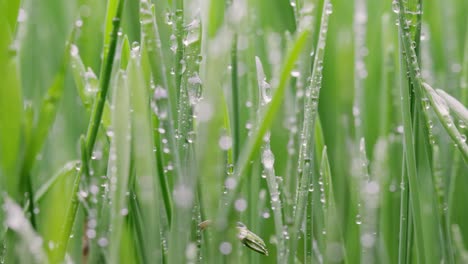 green grass close-up super macro shooting.