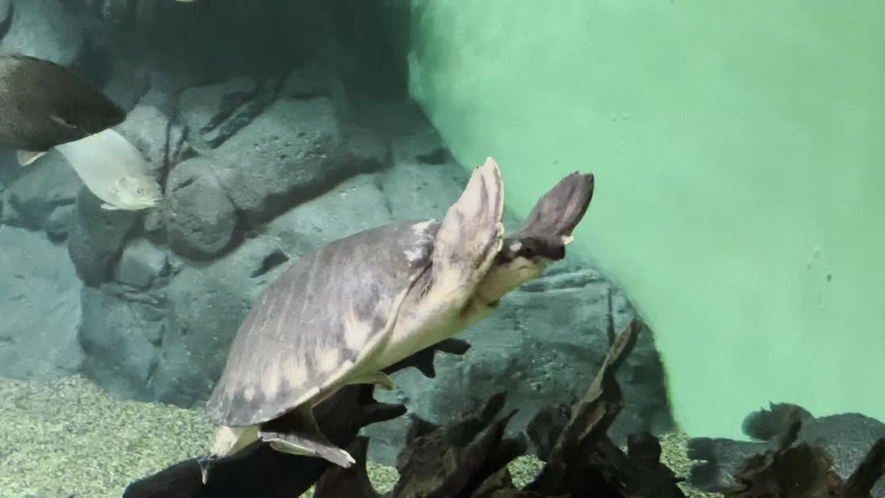 Swimming turtle and fish, underwater view with vibrant green background